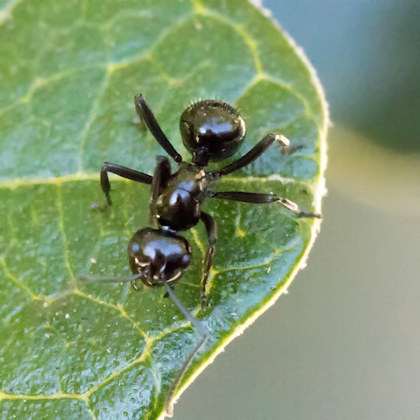 Spiny Ant (Polyrhachis australis) (Polyrhachis australis)